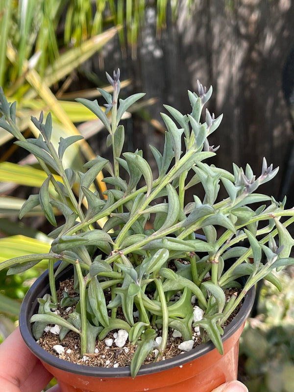 dolphin succulent plant near me Senecio Peregrinus String of Dolphins