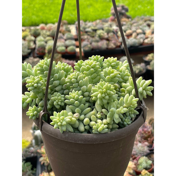 Sedum Morganianum Donkey Tail