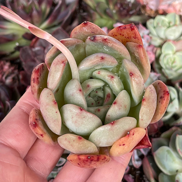 Rare Import Echeveria Glam Pink large