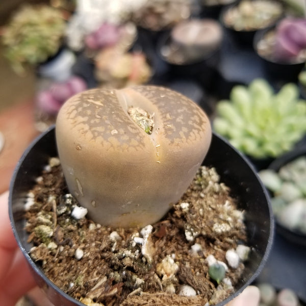 Lithops -Bronze
