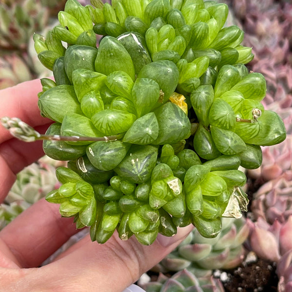 Haworthia Batesiana