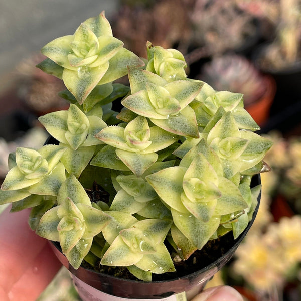 Crassula Perforata Variegated String of Buttons