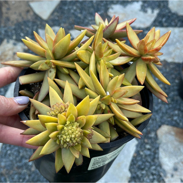 Sedum Adolphii Firestorm