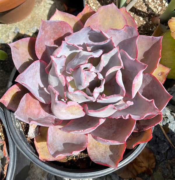 This Doesn't Succulent - This 2-gallon echeveria misty lilac has gone from  all lavender/pale blue to pink blush and tan with our summer weather.