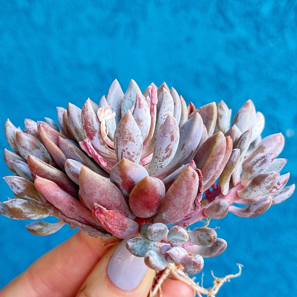 Import Pachyveria Sugar Jelly