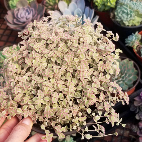Sedum Little Missy