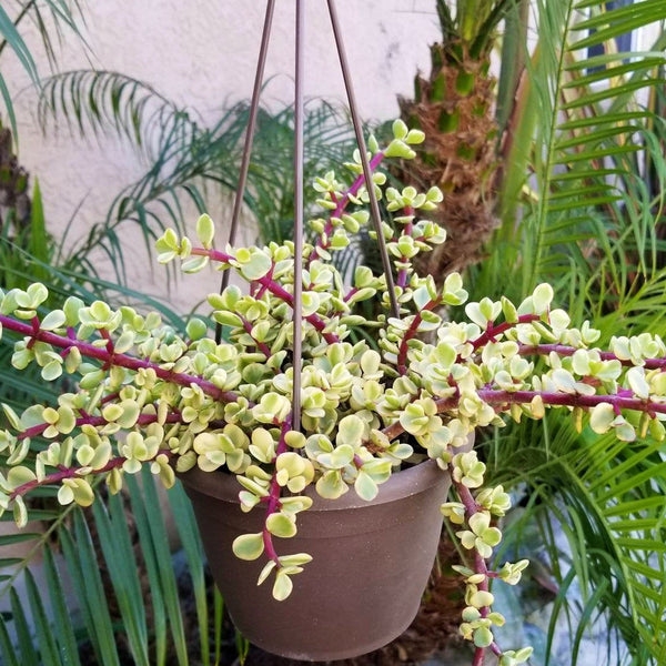 Portulacaria afra, variegated trailing elephant bush | Houseplant
