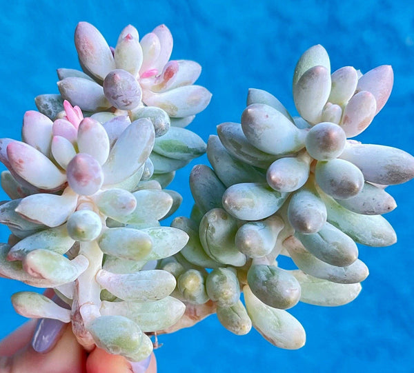 Import Pachyphytum Machucae Baby Fingers