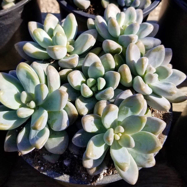 Pachyveria Blue Giant
