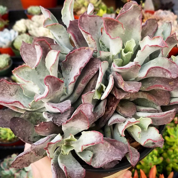 Cotyledon Lechuga