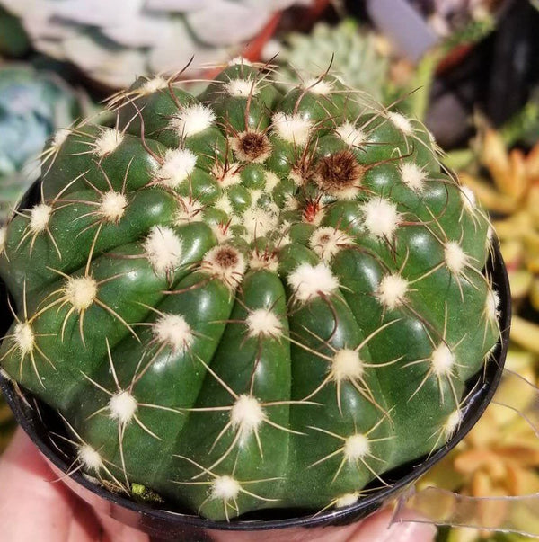 NotoCactus Uebelmannianus