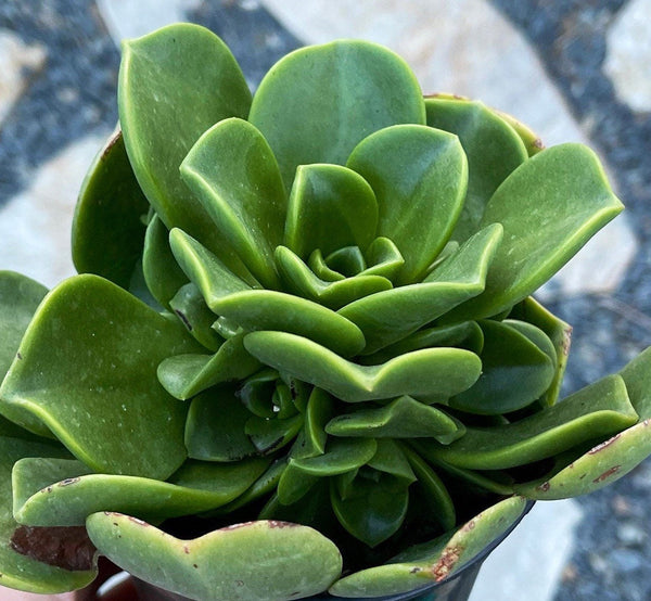 Aeonium Lily Pad Hybrid | Live Succulent Plant | Succulent Garden