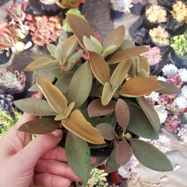 Kalanchoe Orgyalis Copper Spoons