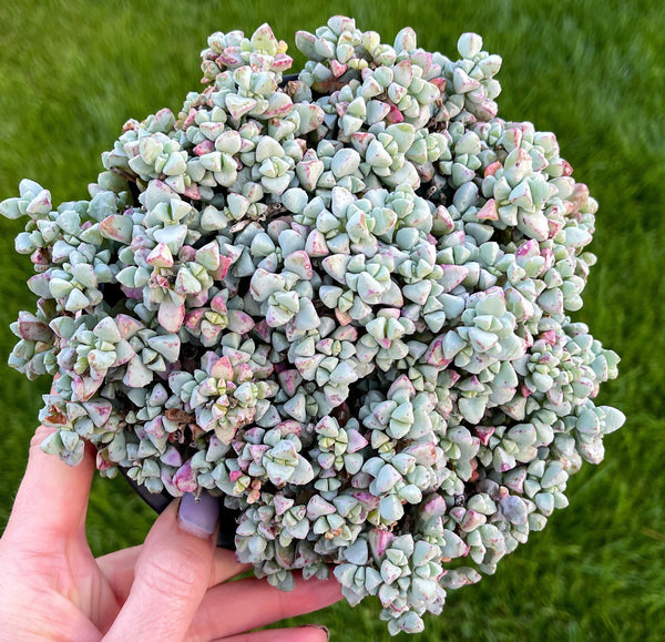 Pink ice plant | Grown Cover | Hardy Succulent Plant | Pink Blooms