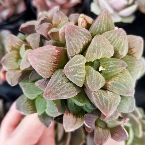 Haworthia Emelyae