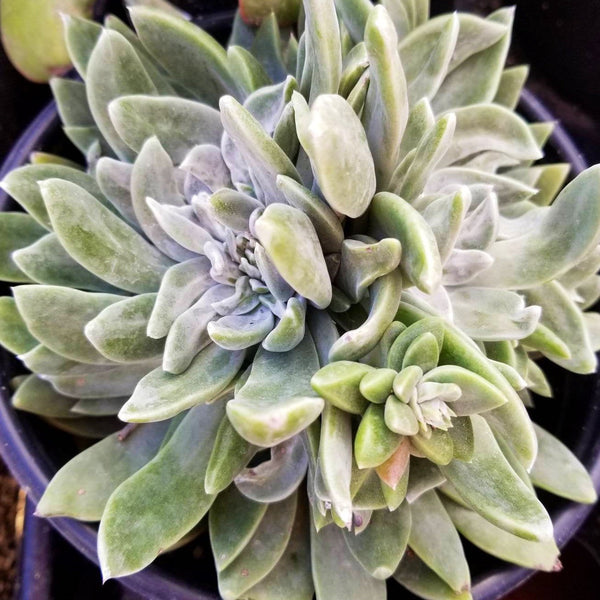 Rare Echeveria Dudleya liveforever Cluster