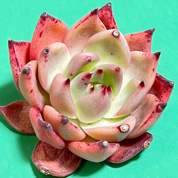 Rare Korean Import echeveria Red Ebony