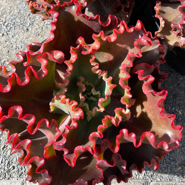 Echeveria Crimson Tide | Large Echeveria | Wavy leaf Succulent | Full Sun Succulent | Live Succulent Plant | Low Maintenance Plant