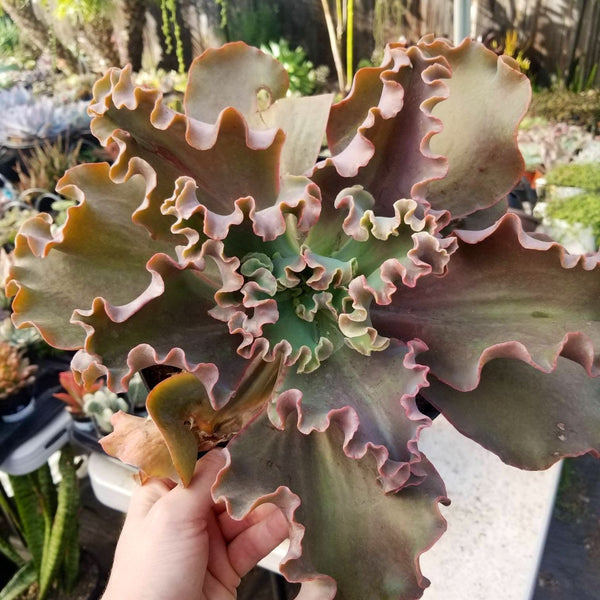 Echeveria Gorgons Grotto | Large Echeveria | Full Sun Echeveria