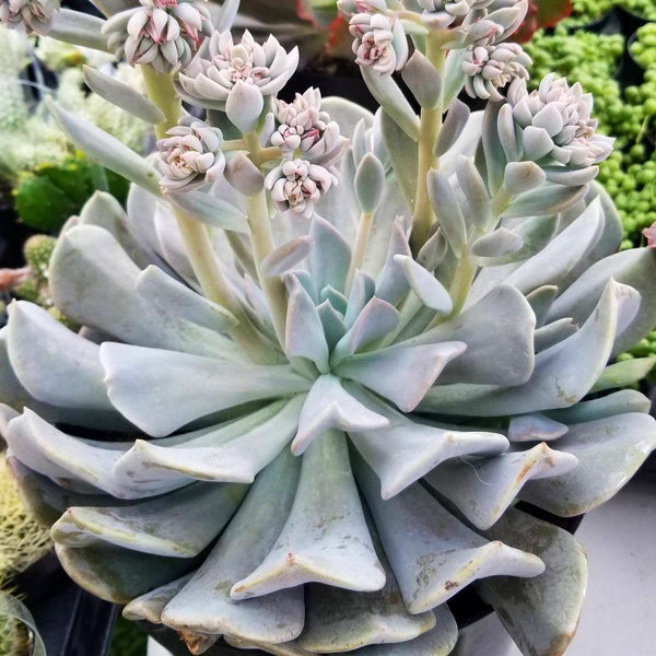 Echeveria Misty Lilac