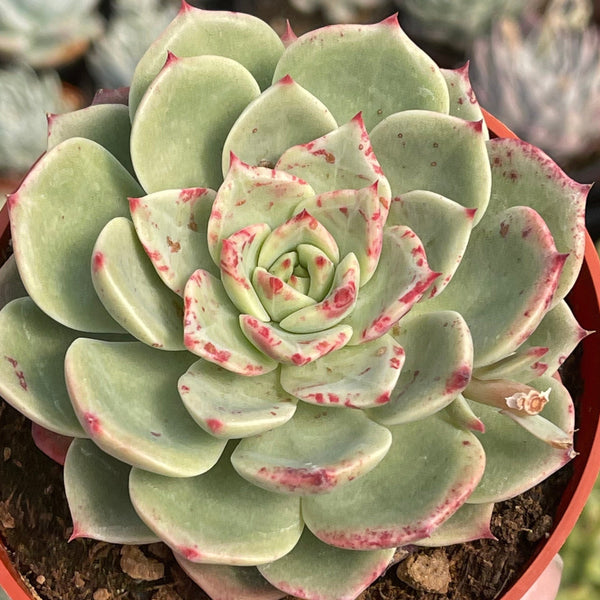 Rare import echeveria Patricia