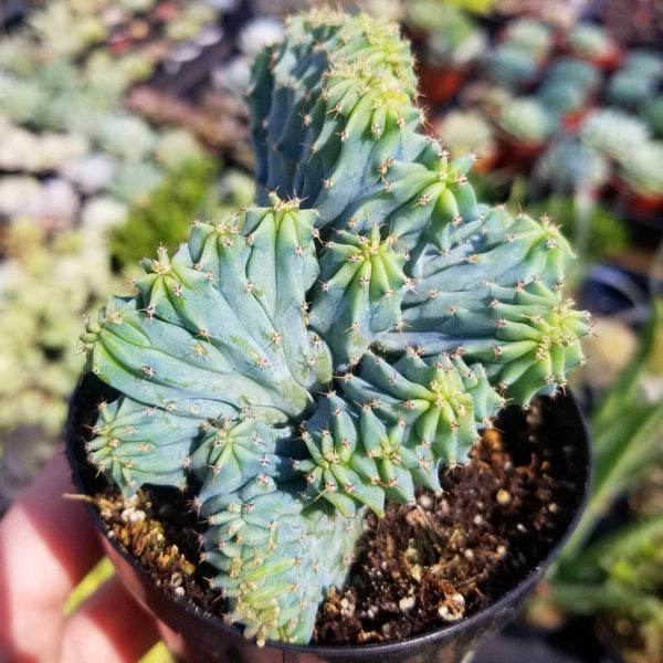 Cactus Blue Candle Crest - Myrillocactus