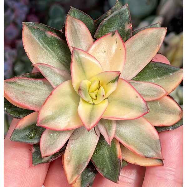 Import Monoserotis Variegata Live Succulent Plant | Rare Korean Import | Variegated Succulent | Houseplant | Indoor Plant