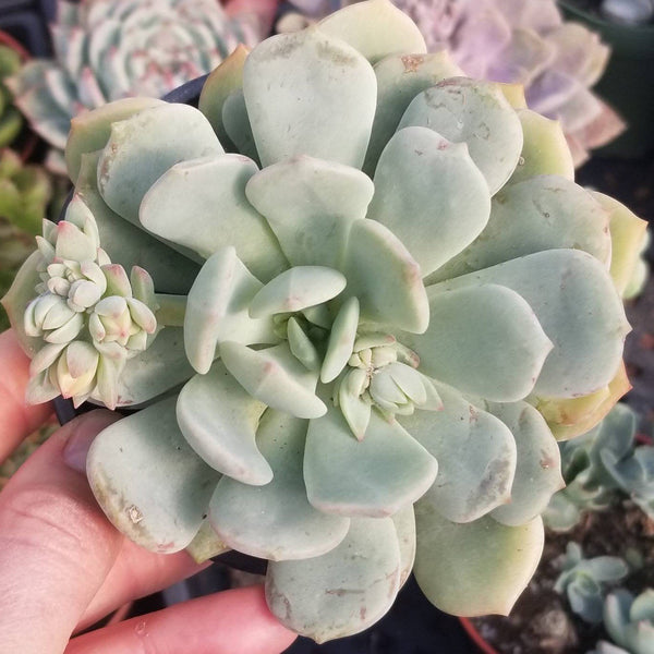 Echeveria Moon Glow