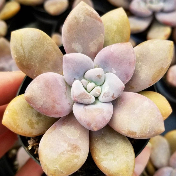 Graptopetalum pentandrum Murasaki | Pink Succulent Plant | Rare Purple Plant