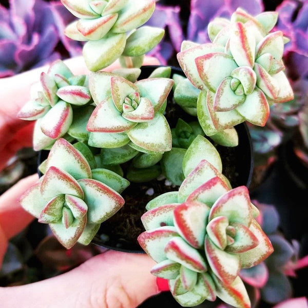Crassula Rupestris | Succulent container garden
