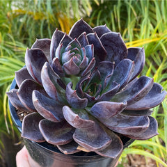 dark unison succulent Echeveria Dark Moon