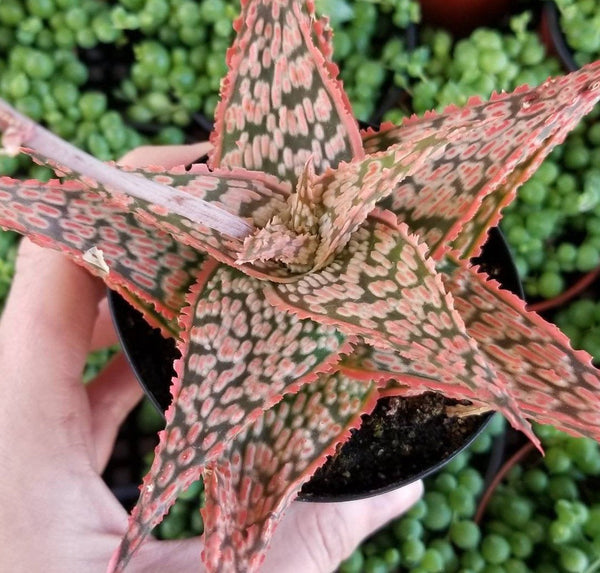 fan shaped succulent Aloe Plicatilis - Fan Aloe Rare | Fan Aloe Tree | Drought Tolerate Des