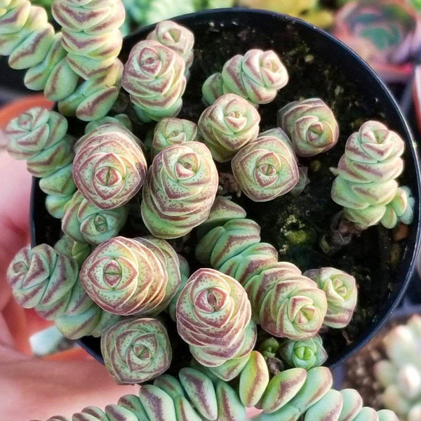 Crassula Perforata Baby Necklace | Succulent Plant