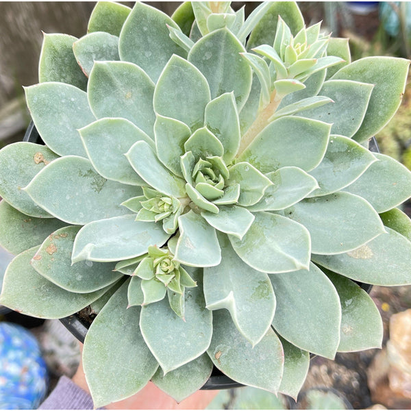 Rare Echeveria Dudleya Hybrid