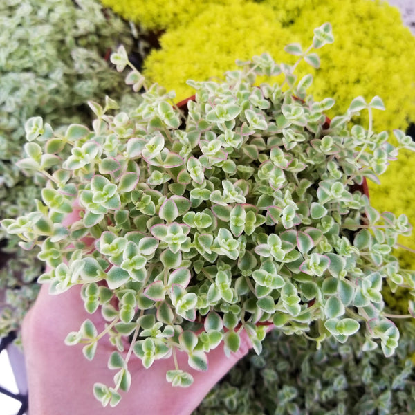 Sedum Little Missy