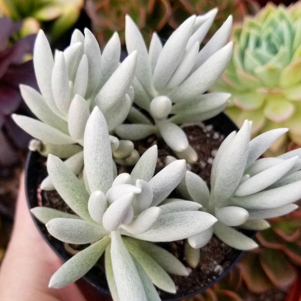 Senecio Haworthii Cocoon Plant | Live Succulent Plant | White Fuzzy Soft Succulent | Houseplant | Indoor Plant | Outdoor Plant