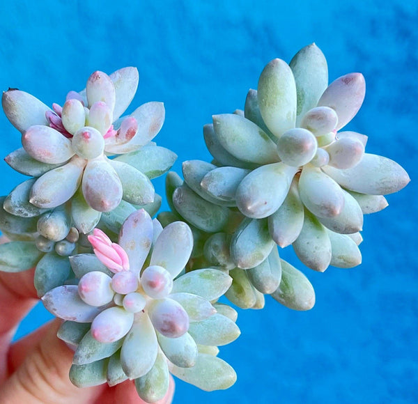 Import Pachyphytum Machucae Baby Fingers