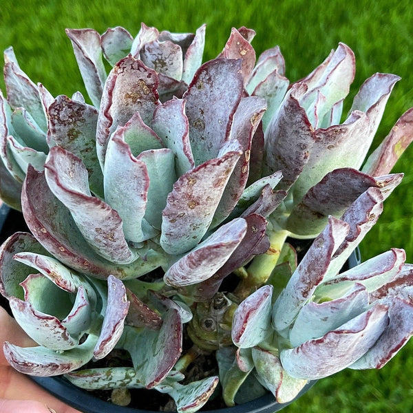 Cotyledon Lechuga