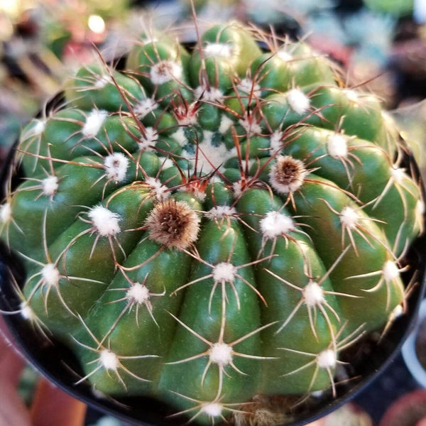 NotoCactus Uebelmannianus