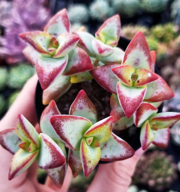 claire succulent Pachyveria Claire