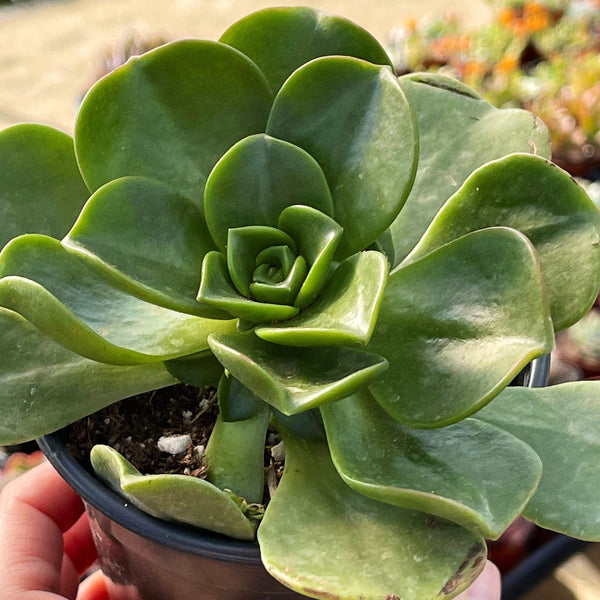 Aeonium Lily Pad Hybrid | Live Succulent Plant | Succulent Garden