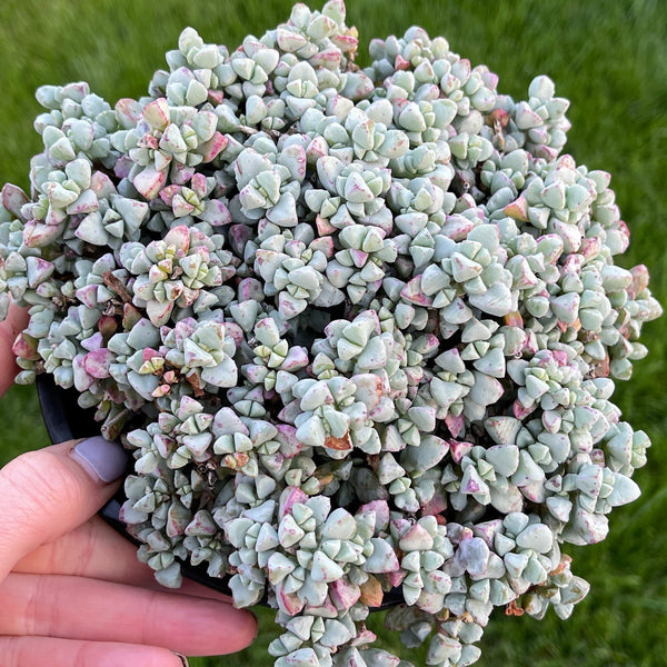 Pink ice plant | Grown Cover | Hardy Succulent Plant | Pink Blooms