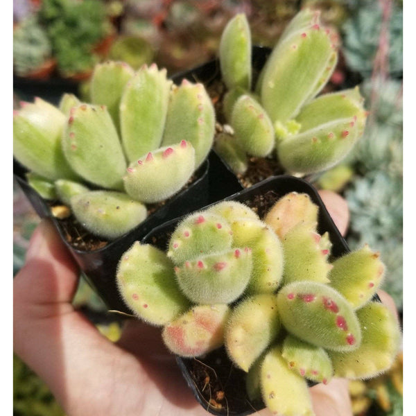 Variegated &#39;Bear Paw&#39; Cotyledon