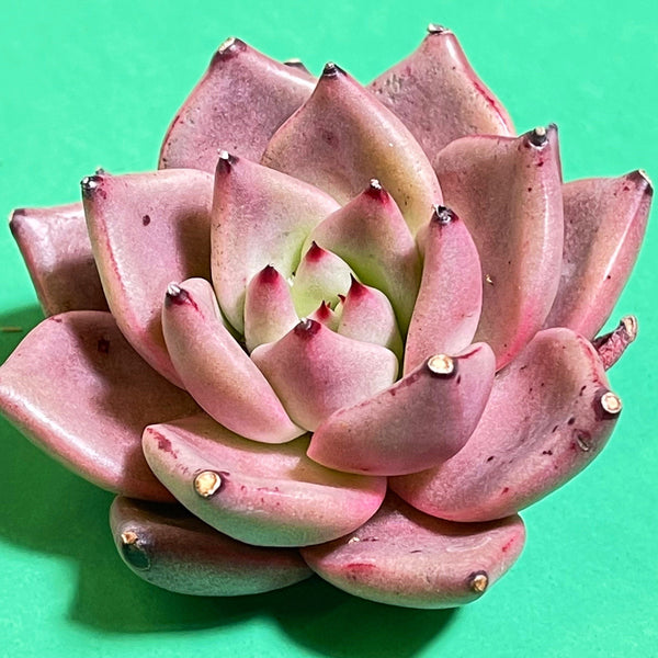 Rare Korean Import echeveria Red Ebony