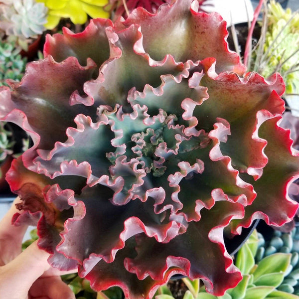 Echeveria Crimson Tide | Large Echeveria | Wavy leaf Succulent | Full Sun Succulent | Live Succulent Plant | Low Maintenance Plant