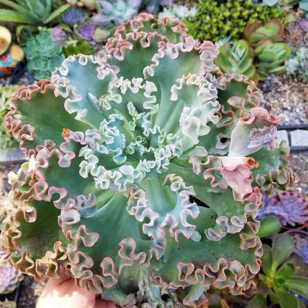Echeveria Sea Dragon | Large Echeveria | Live Succulent Plant | Wavy Leaf Echeveria