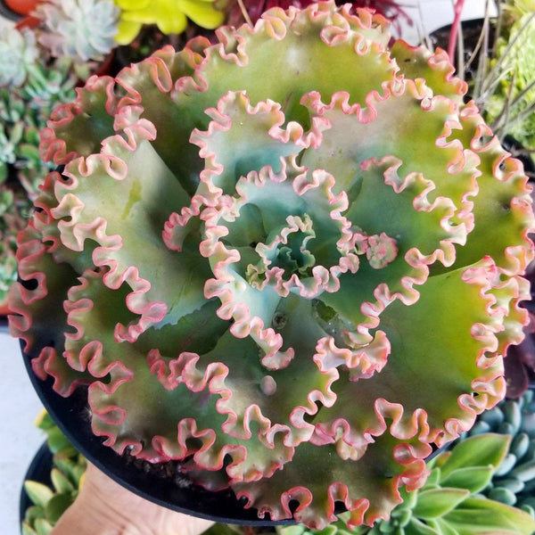 Echeveria Sea Dragon | Large Echeveria | Live Succulent Plant | Wavy Leaf Echeveria