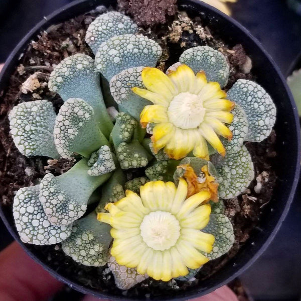 Titanopsis calcareum
