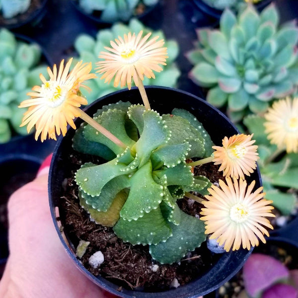 Giant Jewel - Aloinopsis Malherbei