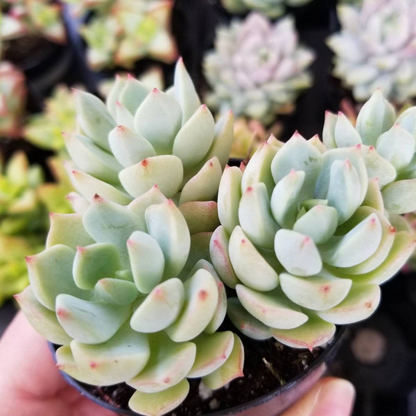 Graptoveria Porcelain | Echeveria Porcelain| Plant Garden Arrangement
